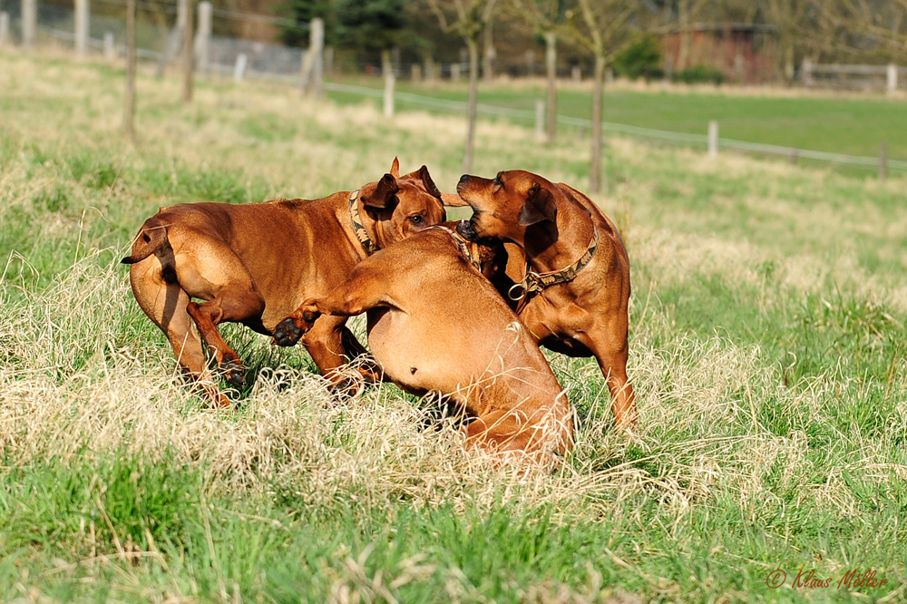 ....wenn Ridgebacks spielen....-7-