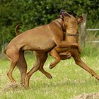 wenn Ridgeback's spielen