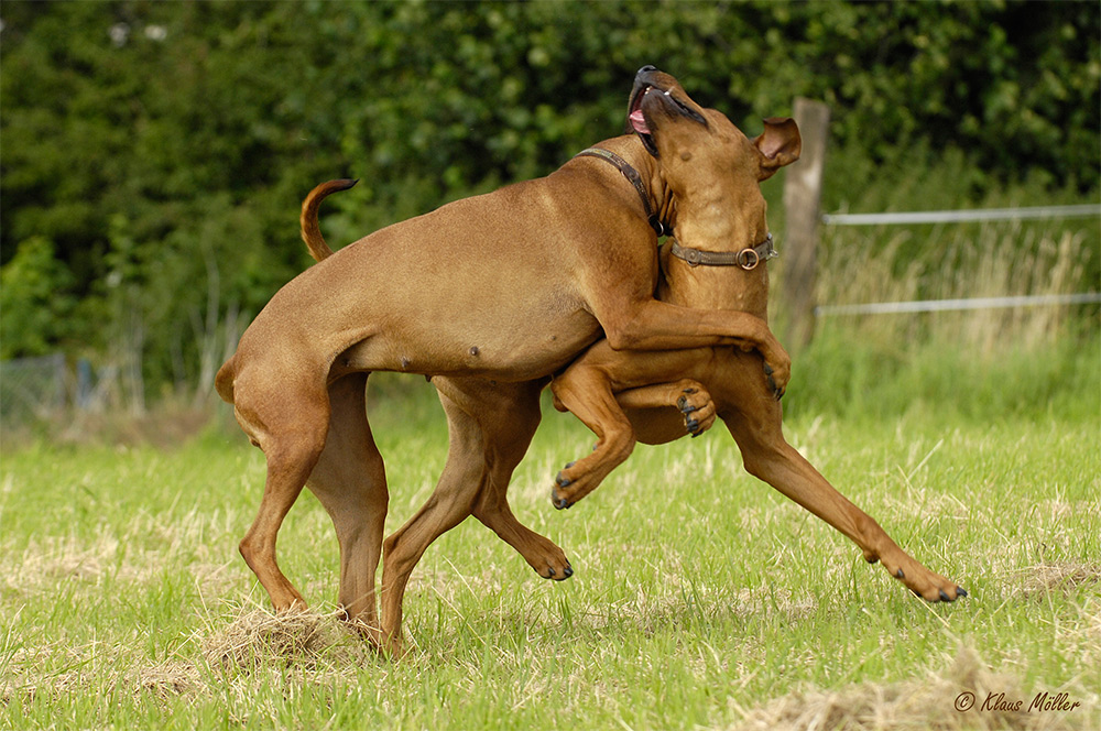 wenn Ridgeback's spielen