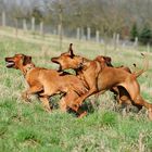 ...wenn Ridgebacks spielen..