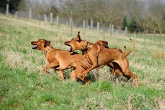 ...wenn Ridgebacks spielen..