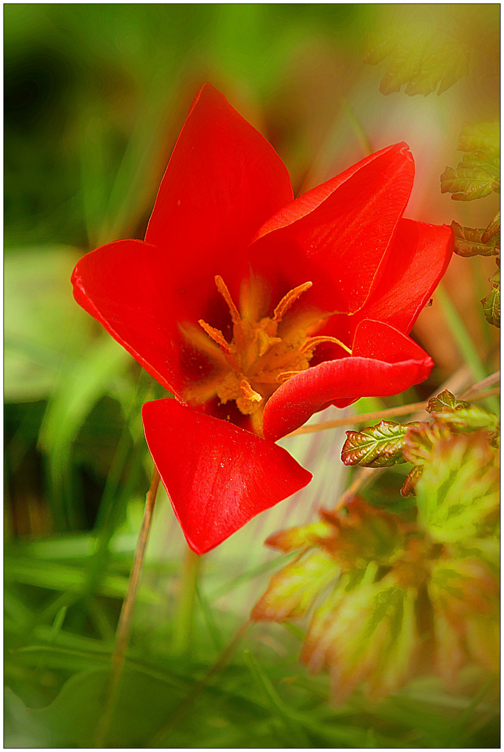 Wenn rote Tulpen blühen