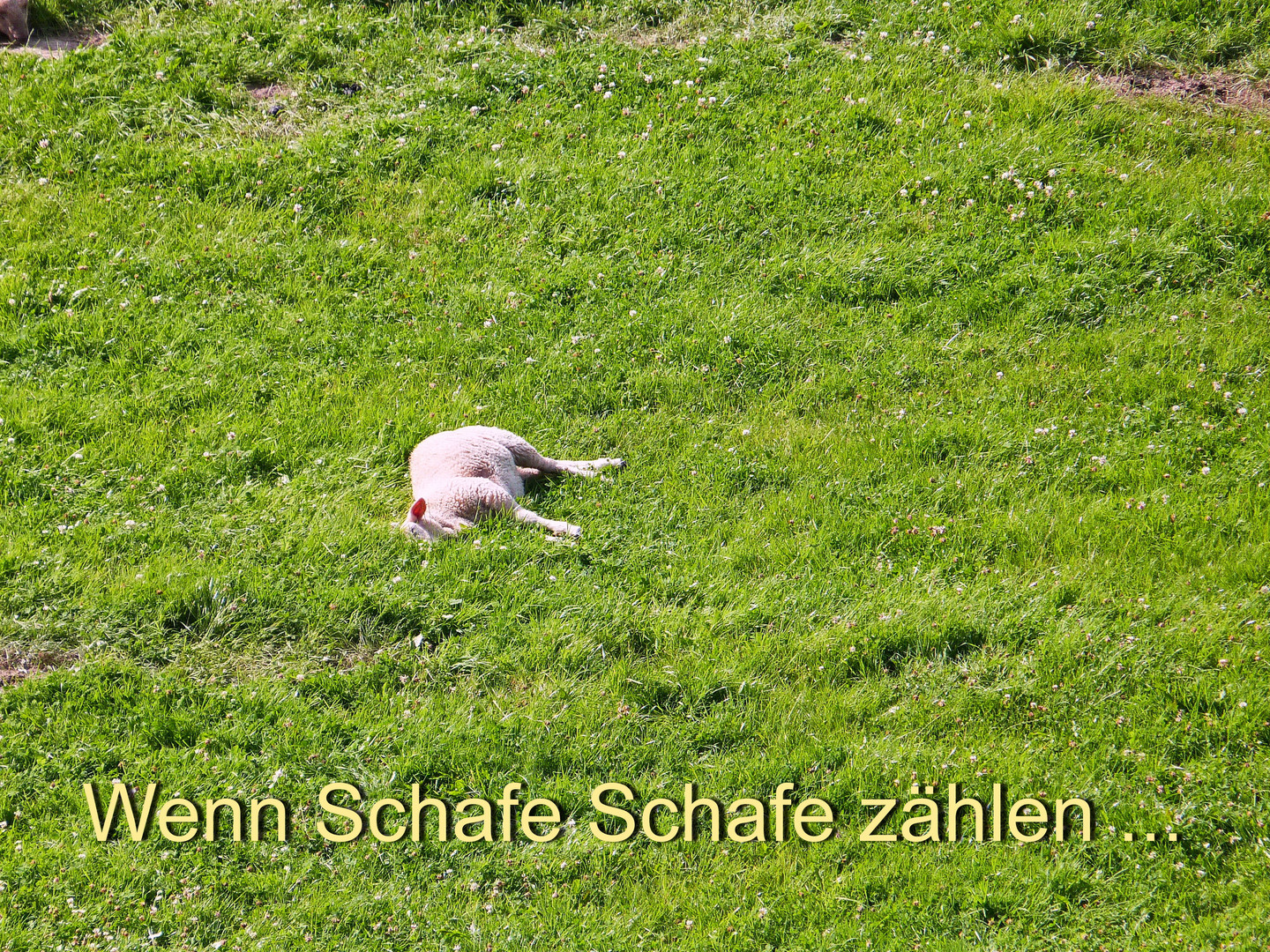 Wenn Schafe Schafe zählen …