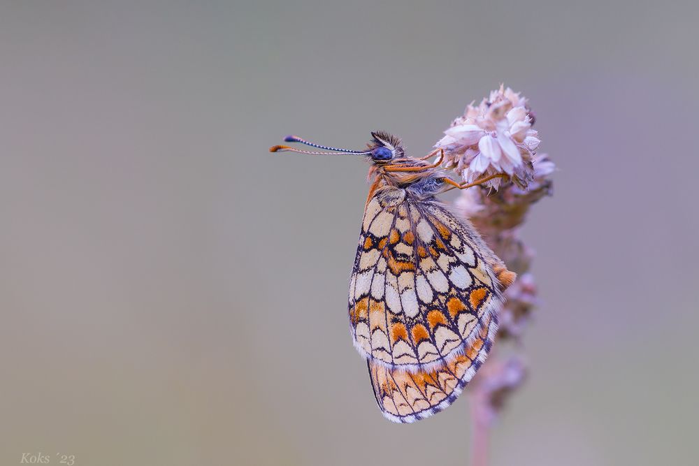 Wenn Schmetterlinge schlafen Foto & Bild tiere, wildlife, schmetterlinge Bilder auf