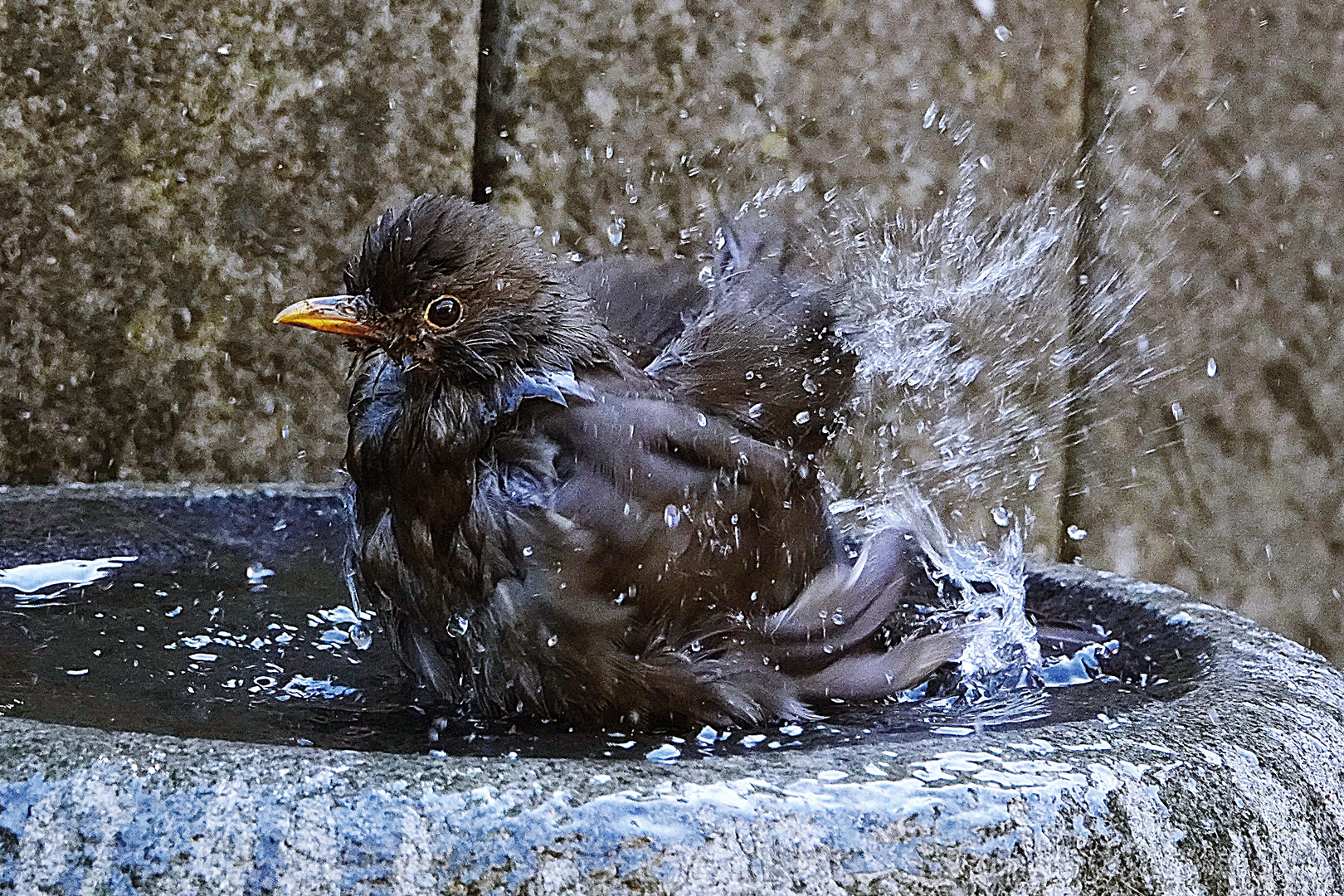 wenn schon, denn schon richtig Foto & Bild natur, tiere, vögel Bilder