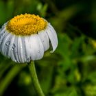 "WENN SCHON DIE BLUMEN TRÄNEN HABEN"