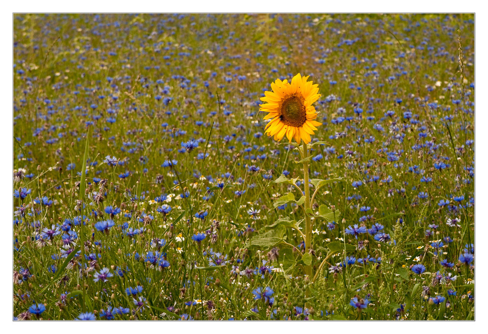 Wenn schon die Sonne nicht scheint....