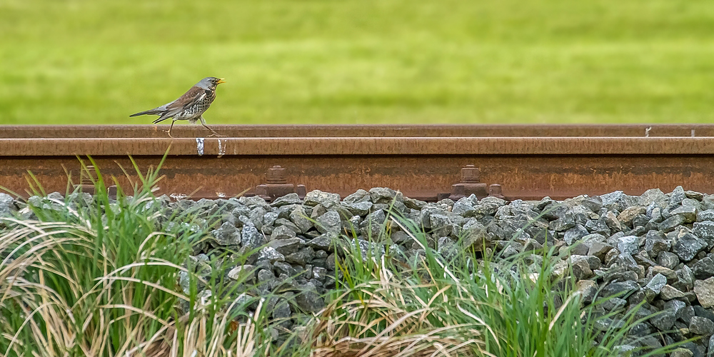 "Wenn schon die Vögel .... auf die Gleise gehen"