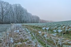 Wenn schon kein Schnee ...