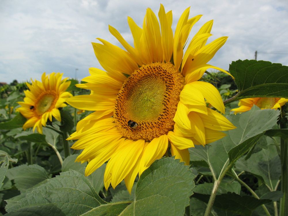 Wenn schon keine Sonne am Himmel...