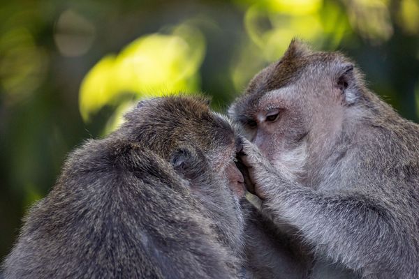 Wenn sich Affen lausen 