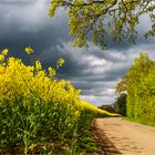 … Wenn sich Aprilwetter und Maifarben  am Rapsfeldrand treffen …