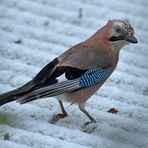 Wenn sich auch Eichelhäher über den vielen Schnee wundern 07