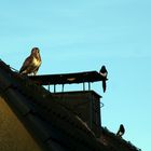 Wenn sich Bussard und Elster begegnen...