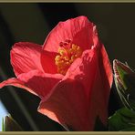 wenn sich der Hibiskus gen Himmel reckt...