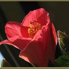 wenn sich der Hibiskus gen Himmel reckt...