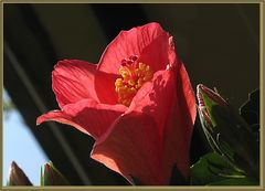 wenn sich der Hibiskus gen Himmel reckt...