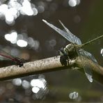 Wenn sich die Frühe Adonislibelle mit der Westlichen Keiljungfer sonnt