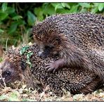 Wenn sich die Igel küssen...