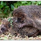 Wenn sich die Igel küssen...