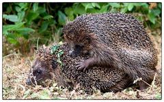 Wenn sich die Igel küssen...