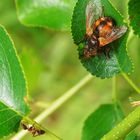 wenn sich die Igelfliege mit der Ameise trifft....