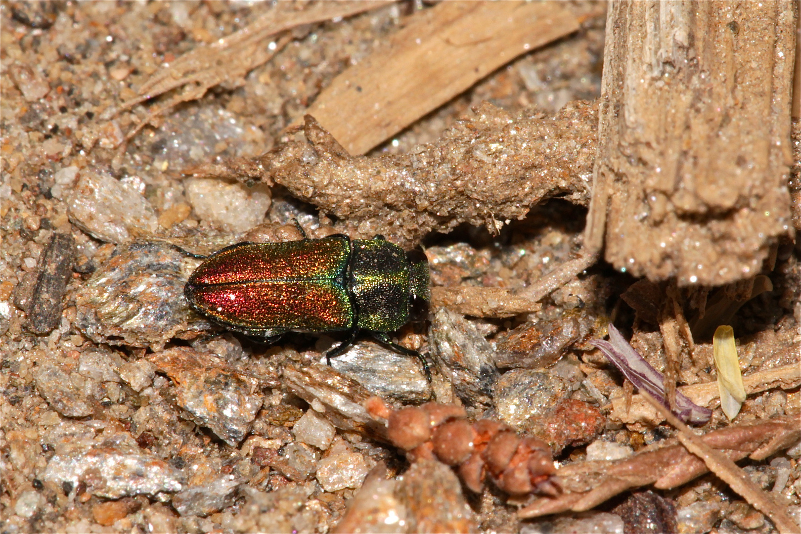 Wenn sich die kleinen Prachtkäfer (Fam. Buprestidae) bei Störungen von der Blüte fallen lassen . . .