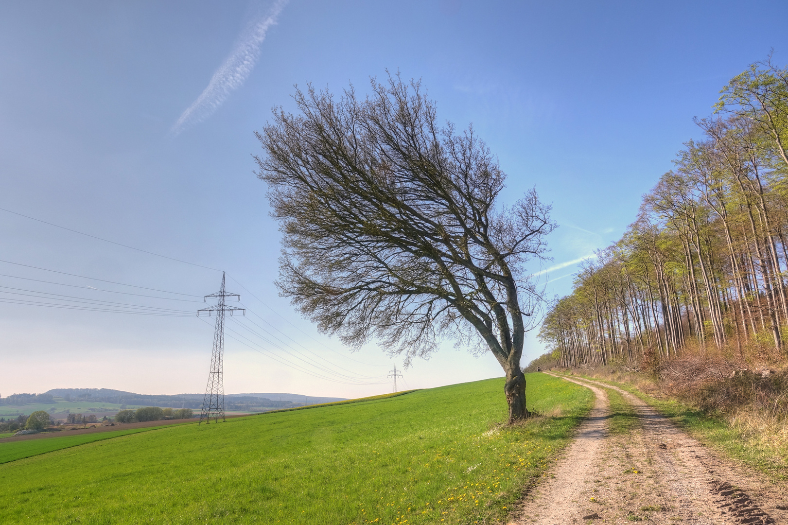 Wenn sich ein Baum (ver)neigt