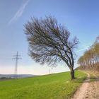 Wenn sich ein Baum (ver)neigt