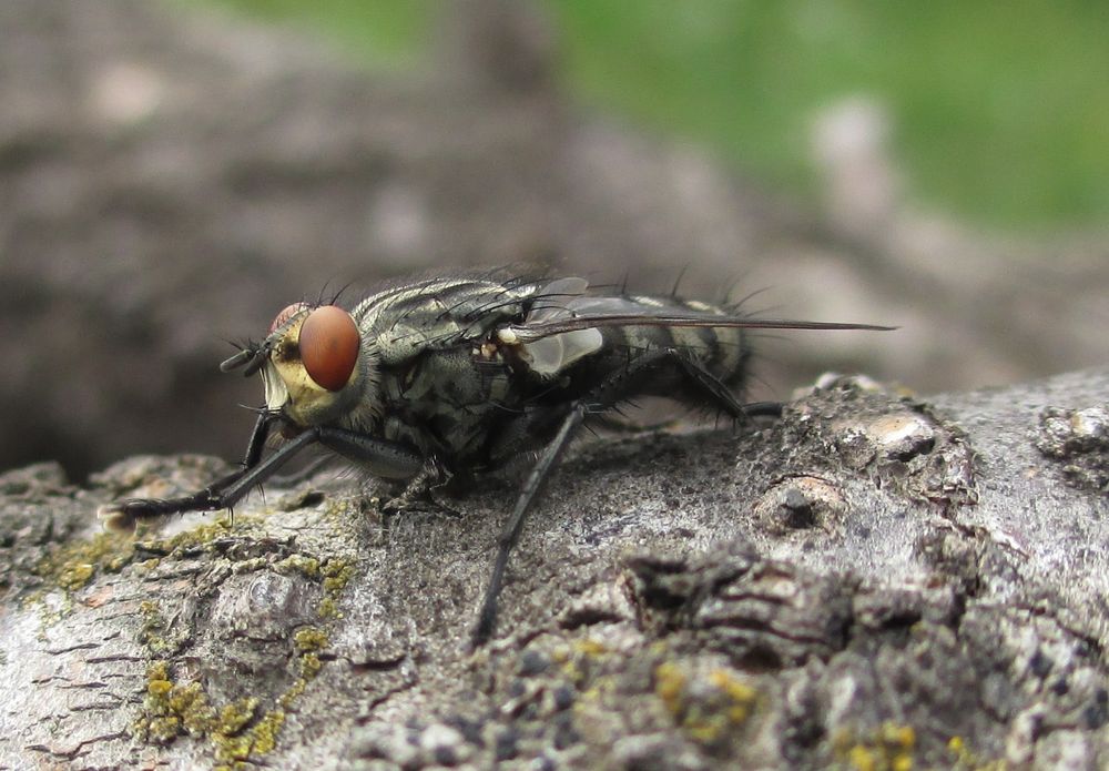 Wenn sich Fliegen die Hände reiben... Foto & Bild tiere, wildlife, insekten Bilder auf