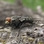 Wenn sich Fliegen die Hände reiben...