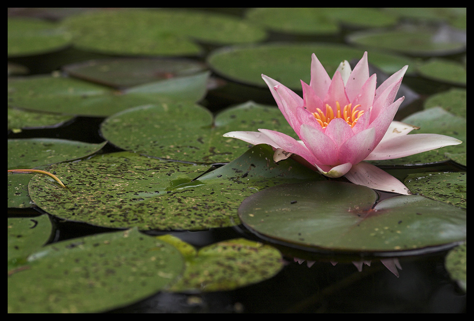 wenn sich sanft rosa Spitzen im Wasser spiegeln....