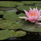 wenn sich sanft rosa Spitzen im Wasser spiegeln....