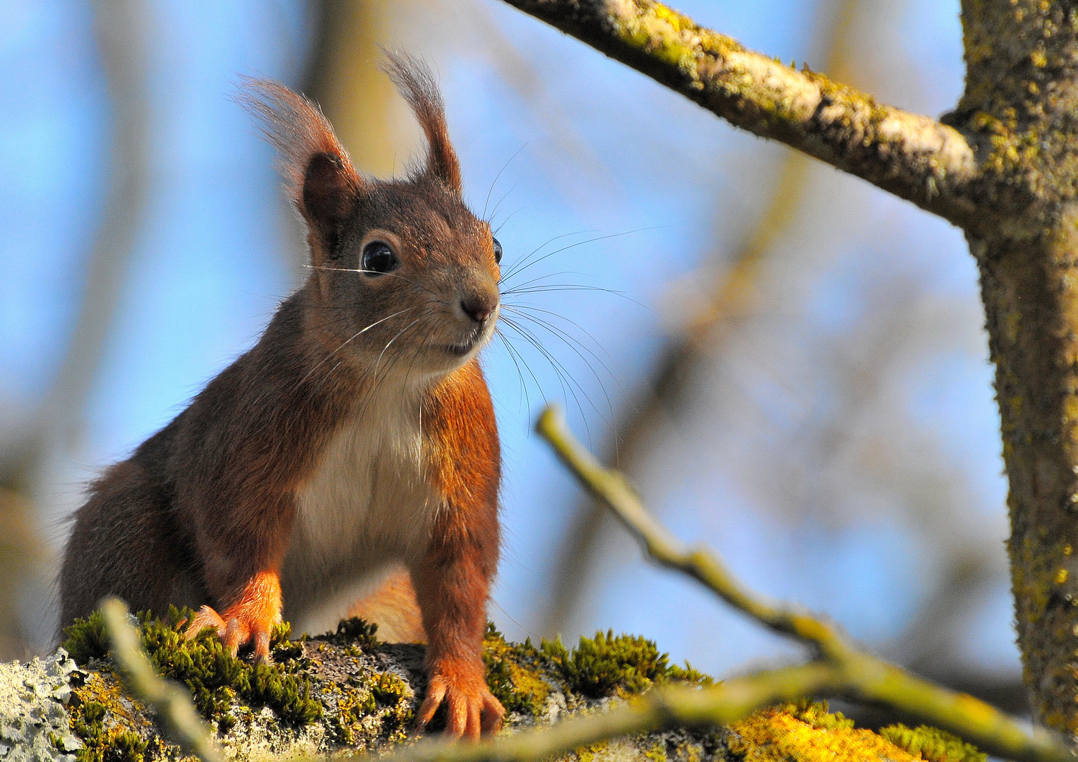 Wenn sich Wege kreuzen (Wildlife)