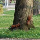 Wenn sich zwei Eichhörnchen treffen...