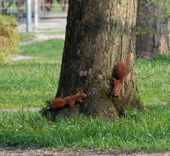 Wenn sich zwei Eichhörnchen treffen...