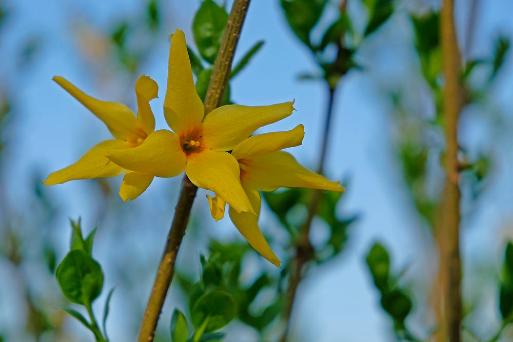 Wenn sie blüht, ist der Frühling endlich da! 