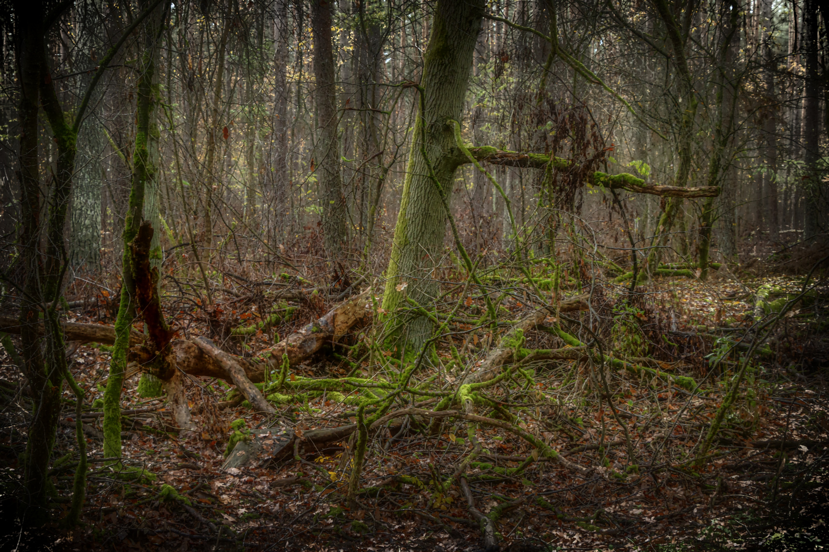 Wenn Sie sich im Wald verlaufen haben ...,