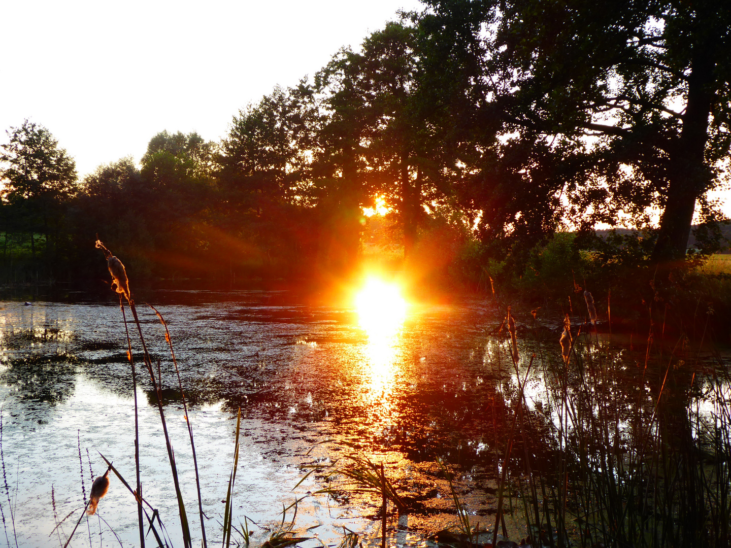 Wenn sie Sonne in den Dorfteich fällt.....