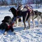 Wenn Snow Dogs Pause.....(Part 1)