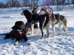 Wenn Snow Dogs Pause.....(Part 1)