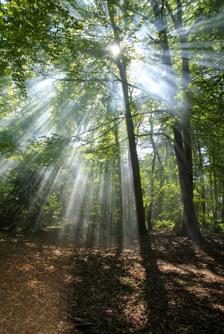 Wenn Sonne und Nebel aufeinander treffen.....