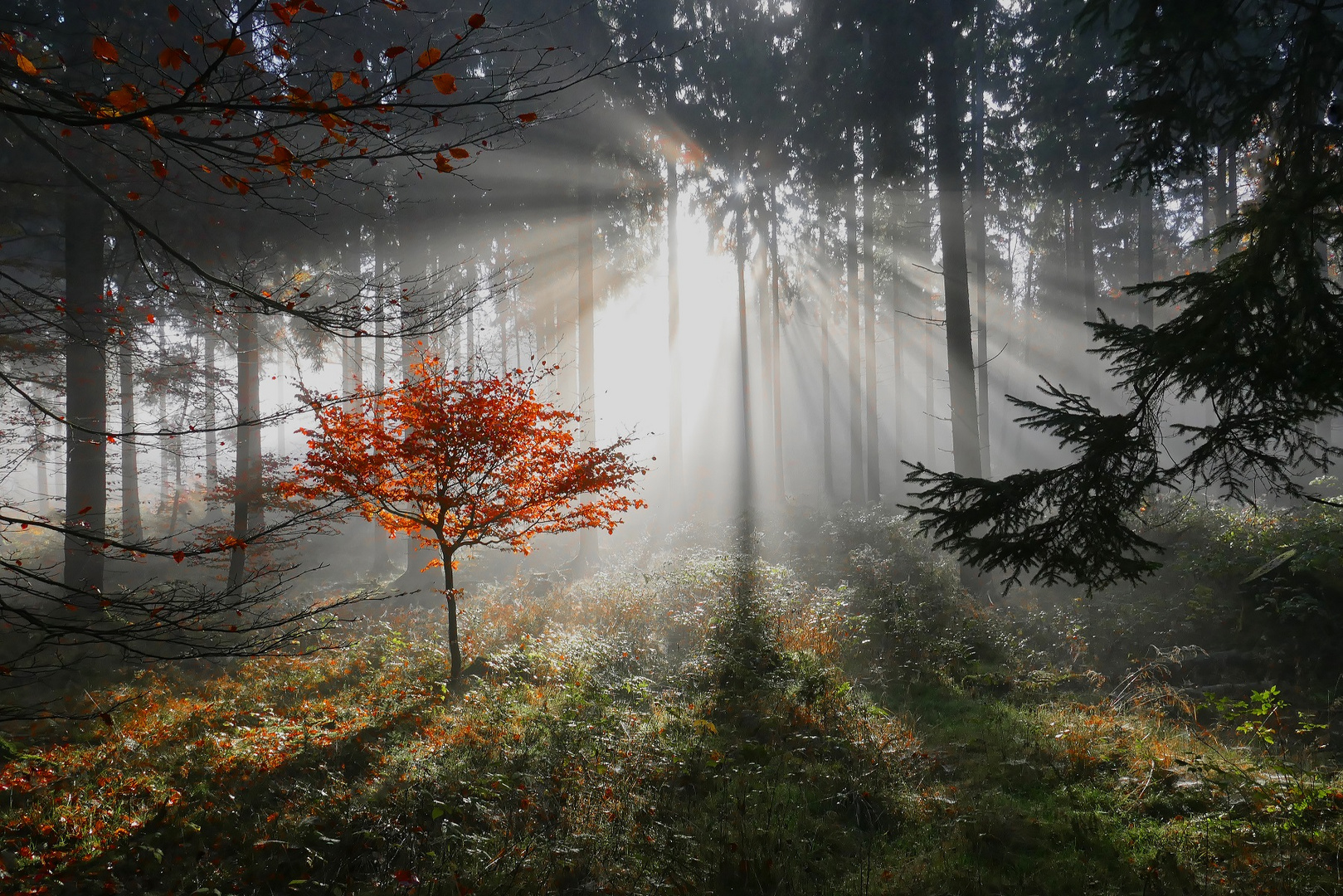 Wenn Sonne und Nebel sich im Wald treffen