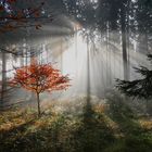 Wenn Sonne und Nebel sich im Wald treffen