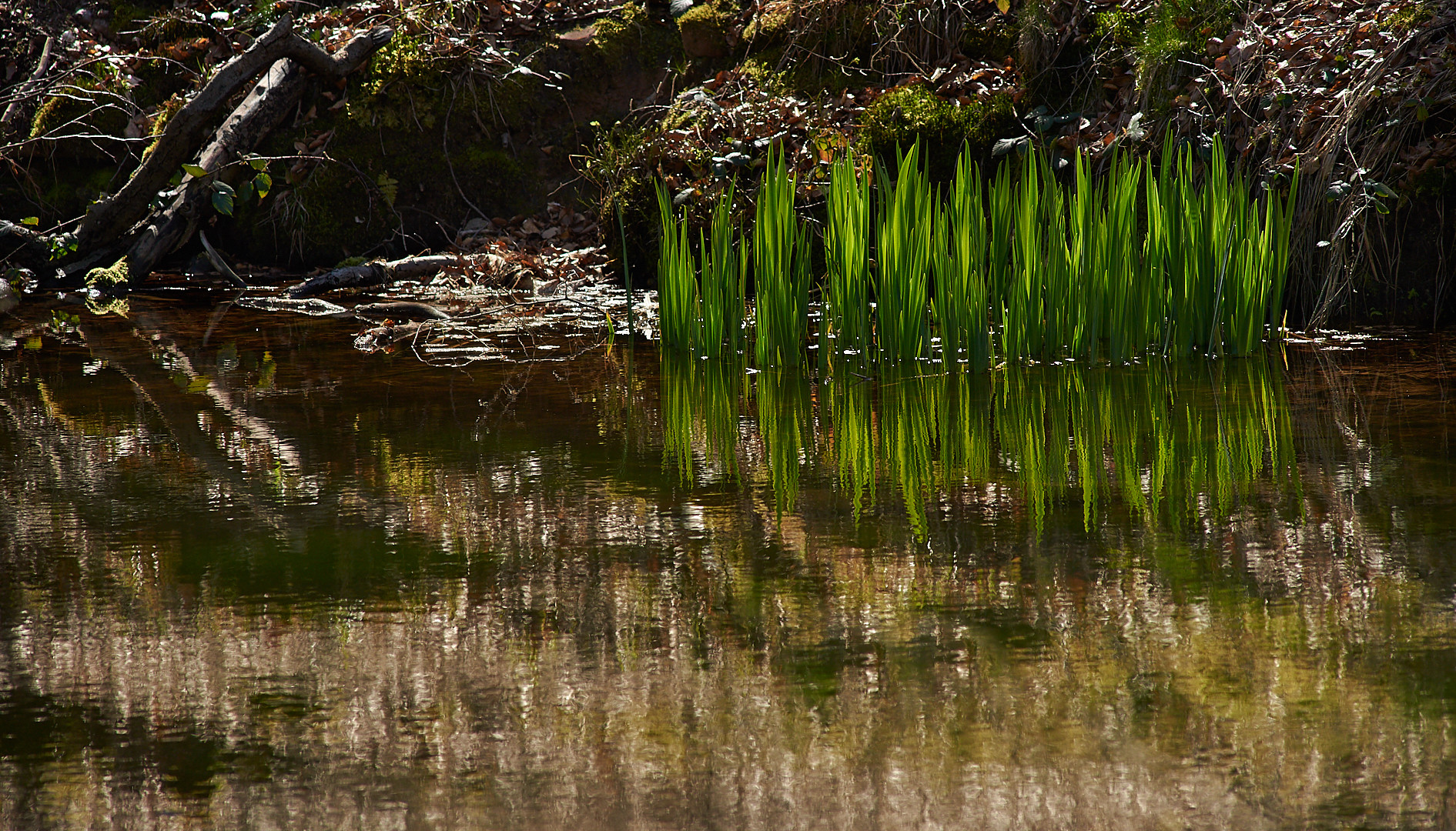 Wenn Sonne und Wind ein Spiegelbild malen....Frühlingsleuchten am Felsenweiher, ich war froh...