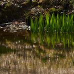 Wenn Sonne und Wind ein Spiegelbild malen....Frühlingsleuchten am Felsenweiher, ich war froh...