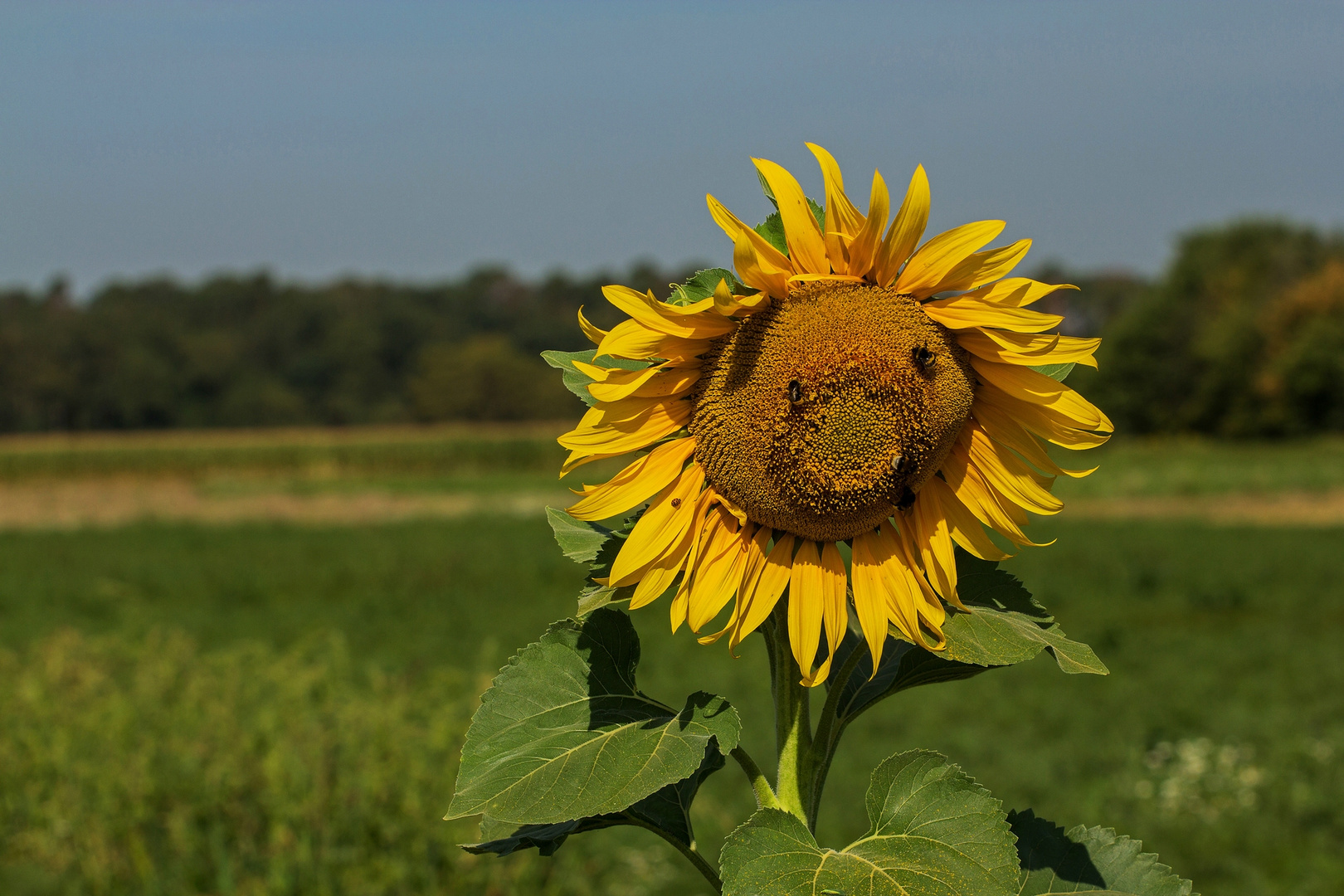 Wenn Sonnenblumen schwitzen...