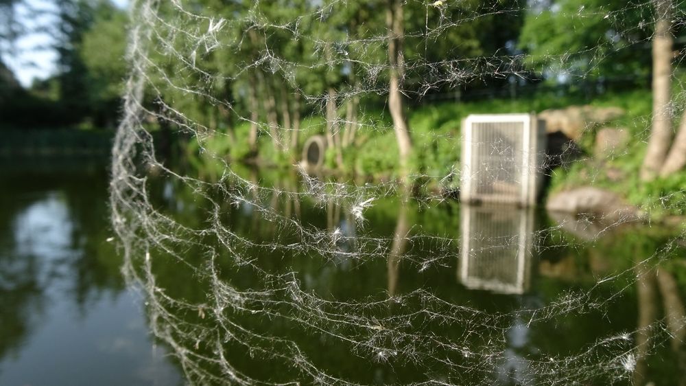 Wenn Spinnen spinnen Foto & Bild teich, natur, landschaft Bilder auf