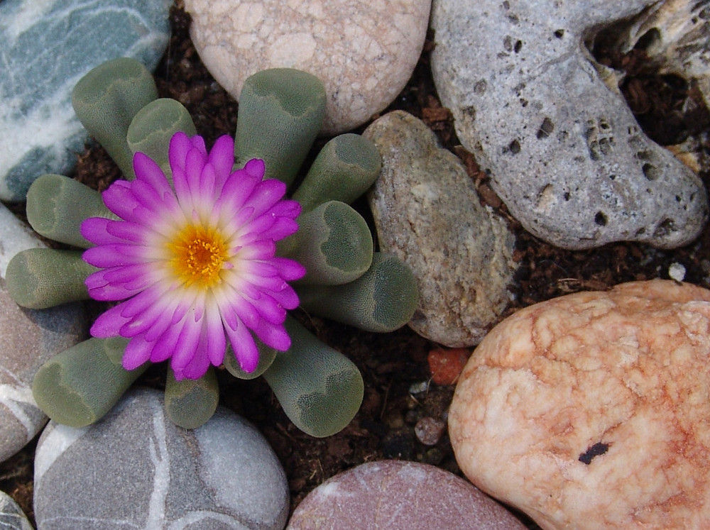 Wenn Steine blühen (2)Lithops