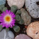 Wenn Steine blühen (2)Lithops